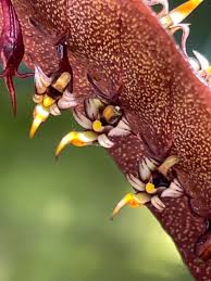 Image result for Bulbophyllum maximum