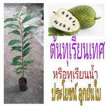 สวนทุเรียนบางกอง มีพื้นที่ติดคลอง แต่ไม่สามารถนำน้ำจากคลองมาใช้รดทุเรียนได้ ด้วยสภาพน้ำไม่สะอาดเพียงพอ มีโครงการหมู่บ้านใกล้เคียง. à¸• à¸™à¸— à¹€à¸£ à¸¢à¸™à¸™ à¸³ à¸«à¸£ à¸­ à¸— à¹€à¸£ à¸¢à¸™à¹€à¸—à¸¨1à¸• à¸™ à¸• à¸™à¸ž à¸™à¸˜ à¸— à¹€à¸£ à¸¢à¸™ à¸Ÿà¸£à¸­à¸¡à¸• à¸™30 60cmà¸£à¸ªà¸Šà¸²à¸• à¸«à¸§à¸²à¸™à¸­à¸£ à¸­à¸¢à¸›à¸£à¸°à¹‚à¸¢à¸Šà¸™ à¸¡à¸²à¸à¸¡à¸²à¸¢ Lazada Co Th