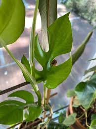 Monstera brown spots on stem. Rhaphidophora Tetrasperma Care House Plant Hobbyist