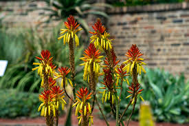 Maybe you would like to learn more about one of these? These 2 Plants Don T Need Water To Provide A Colorful Flower Show In Your Garden