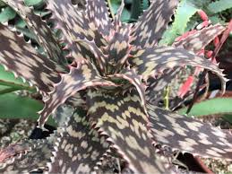 Image result for Aloe mossurilensis