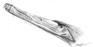 Cearadactylus atrox is a species of pterosaur that lived during the early cretaceous. Cearadactylus Atrox Beschreibung Dinodata De