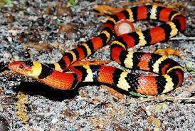 Snakes 4 Pets King Snakes And Milk Snakes Pet Snake Snake Milk Snake
