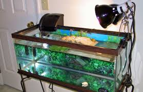 How Long Should A Turtle Basking Light Be On