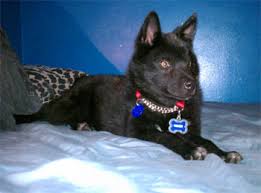 About the kai ken overview the kai ken is a medium sized brindle spitz type hunting dog, which shares many conformational and behavioral traits with the other native japanese breeds (the six. Kai Ken Puppies Breeders Kaikens