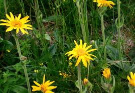 Le parole sono inutili, basta la musica, la una guida fotografica sulle principali specie di fiori spontanei della sardegna. Arnica Montana Wikipedia