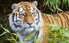 Zvířata v divočině: Kde je najdeme?