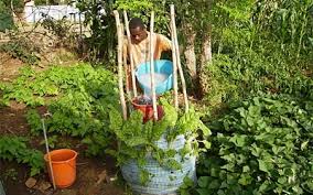 I think that the sports drink will make the plants grow the most because it has a lot of nutrients in it. Recycling Greywater Can Plants Tolerate It Science Project