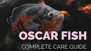 Последние твиты от oscars fish hulme (@oscarsfish). The Complete Oscar Fish Care Guide Types Diet Tank Mates Fishkeeping World