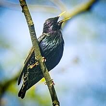 Common starling