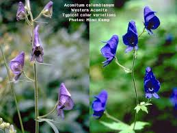 Image result for Swertia brownii