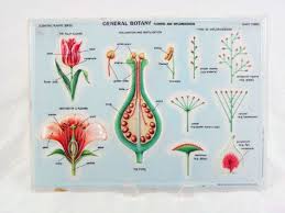 Vintage Scientific Educational Botany Flower Anatomy Chart Etsy Flower Anatomy Parts Of A Flower Flower Chart