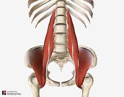 These muscles, including the gluteus maximus and the hamstrings other pelvic muscles, such as the psoas major and iliacus, serve as flexors of the trunk and thigh at the hip joint and laterally rotate the hip as well. The Iliopsoas Muscle And Its Frequently Overlooked Syndrome