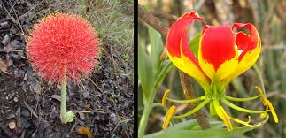 Image result for Feretia aeruginescens