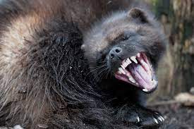 vielfrass wolverine gulo gulo o wolverine animais silvestres animais