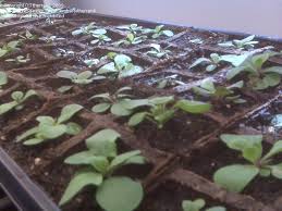 Default sorting sort by popularity sort by latest sort by price: Propagation Starting F2 Wave Petunia Seeds 1 By Therreid
