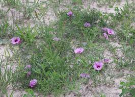 Image result for Ipomoea bolusiana