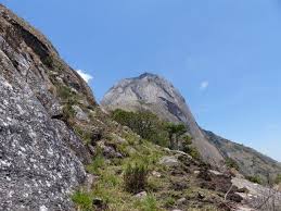 Image result for Hypericum peplidifolium