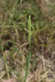 Image result for Echinochloa crus-pavonis