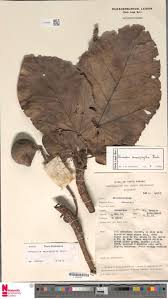 Image result for Hyparrhenia niariensis