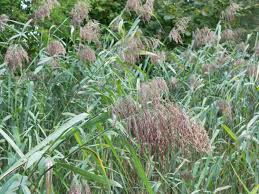 Pflanzenversand mit großer auswahl ? Gemeines Schilfrohr Phragmites Australis Fur Deinen Garten