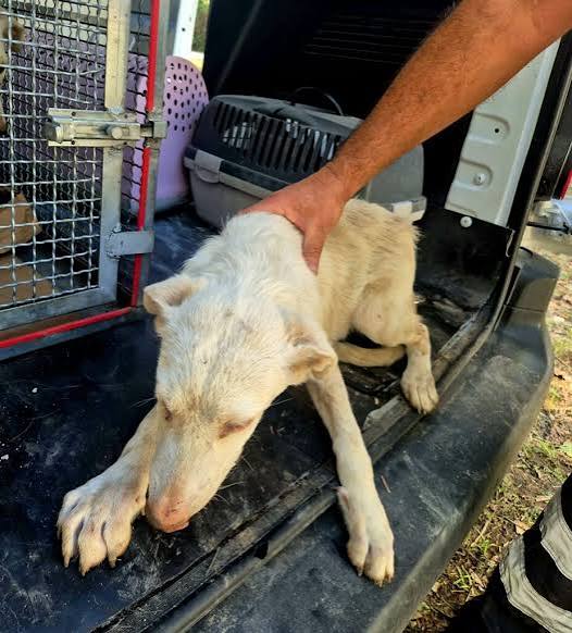 CASERTA, CANILE ABUSIVO TRA I RIFIUTI: SEQUESTRATI 16 CANI - nelcuore.org