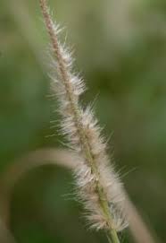 Image result for Cenchrus macrourus