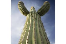 To purchase a large, mature saguaro cactus, consider having a cactus transported to you. What Do Miracle Truss Buildings And The Saguaro Cactus Of Arizona Have In Common Miracle Truss