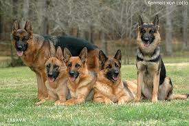 German shepherds are significantly larger than american pit bull terriers.pitbull females reach between 17 and 20 inches in height while males reach up to 21 inches. Pitbull German Shepherd Home Facebook