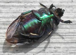 Résultat de recherche d'images pour "metallic green fig beetle"