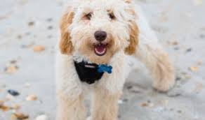 The goldendoodle is a very loving and friendly dog who enjoys spending time with their owners. Breeders Tennessee