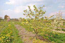 We did not find results for: Magnolia Butterflies Magnolia Butterflies Van Den Berk Nurseries