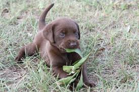 We breed the white labrador with the intention of maintaining the labrador standard; Chocolate Lab Pups For Sale Pensacola Fishing Forum