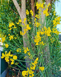 Image result for Spartium