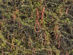 Image result for Indigofera ischnoclada