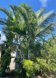 Image result for Dypsis