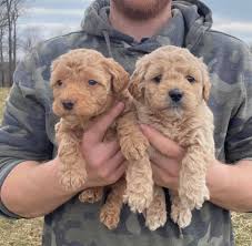 He is a standard f1b labrado… more 1 week ago on puppyfind Adorable Goldendoodle Puppies For Adoption A Stunning Sweet Happy Goldendoodle The Goldendoodle Gets Along Well With Children Other Dogs And Any Household Pets It Is Friendly Happy And Loving Goldendoodle Are Devoted
