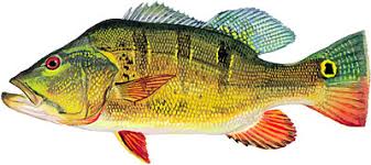 Species Of Fish In Florida Bass Fishing Florida