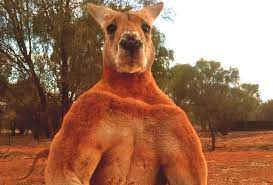 Remembering Roger The World S Most Muscular Kangaroo Animalogic