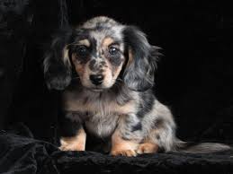 Black And Cream Mini Dachshund Black And Cream Silver Dapple Best Dog Breeds Dachshund Breed Dachshund