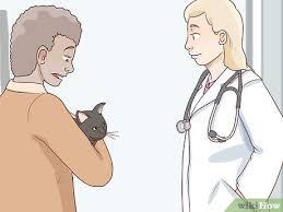 Authoritative facts from dermnet new zealand. How To Handle Autoimmune Skin Disease In Cats 8 Steps