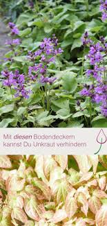 Bodendecker Gegen Unkraut Bodendecker Garten Bepflanzen Bodendecker Gegen Unkraut