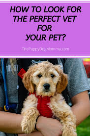 How To Look For The Perfect Vet For Your Pet In 2020 Pets Your Pet Vets
