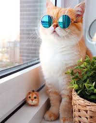 Maybe you would like to learn more about one of these? Cute Cat Glasses Fotos De Animais Fofos Animais Bebes Mais Fofos Fotos De Animais Engracados