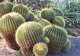 Department of agriculture plant hardiness zones 9 through 11. Mojave Desert Animals And Plants Science Struck