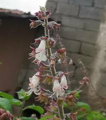Image result for Ocimum lamiifolium