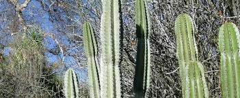 This might not be the coolest time of year to visit the tallest cactus in the world, but you can't miss it if you head to the sonora desert in baja california, mexico. Cereus Species Apple Cactus Hedge Cactus Peruvian Apple Peruvian Tree Cactus Cereus Repandus