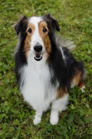100 Best Unique Dog Names Cute And Unusual Names For Male Female Dogs It's fun to use famous dog names when naming your own dog. 100 best unique dog names cute and