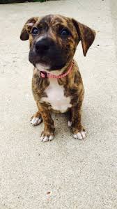 Pit Blog Rare Dog Breeds Beautiful Dogs Puppy Paws