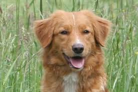 See more of nova scotia duck tolling retriever on facebook. Uber Uns Nova Scotia Duck Tolling Retriever Vom Lech Toller Nest